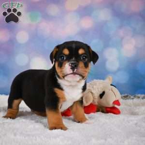 Buddy, Miniature Bulldog Puppy